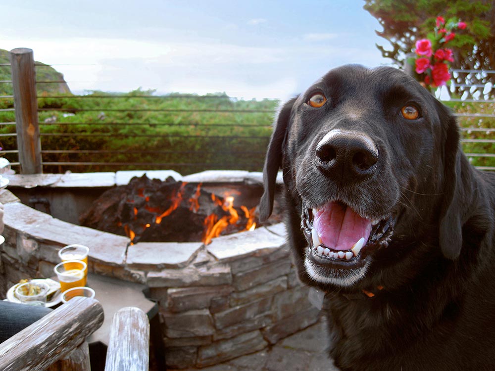 happy dog enjoys doggie menu at Moss Beach Distillery dog-friendly patio