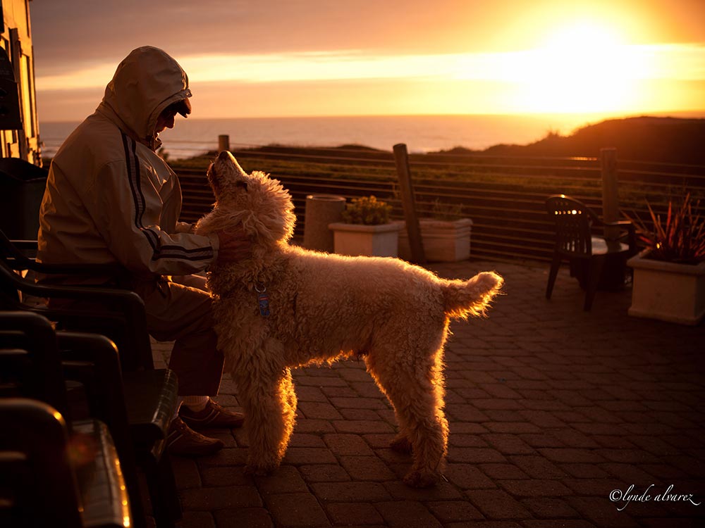 happy dog with owner on dog-friendly restaurant patio